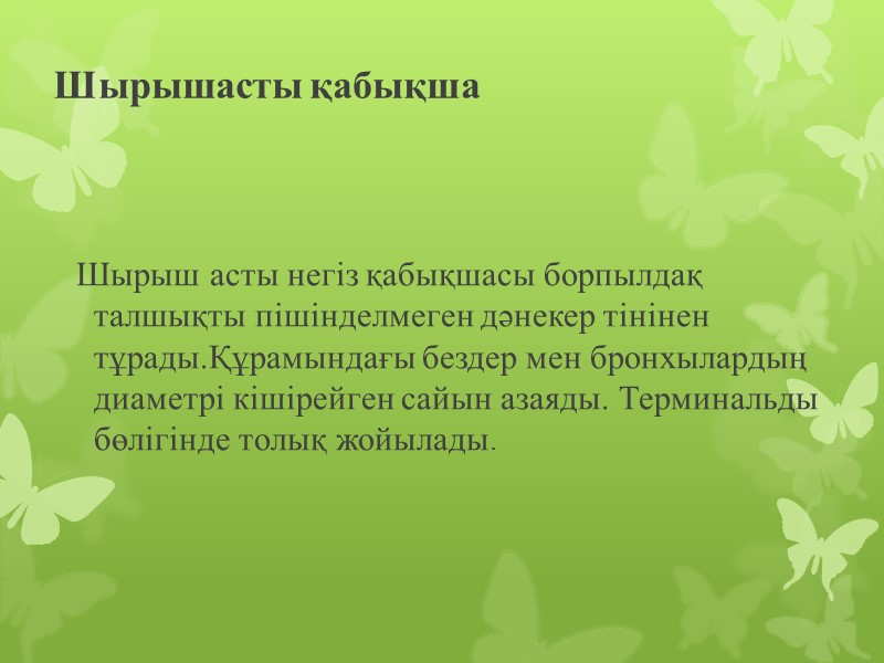 Шырышасты қабықша   Шырыш асты негіз қабықшасы борпылдақ талшықты пішінделмеген дәнекер тінінен тұрады.Құрамындағы